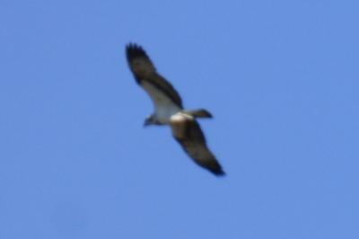 Balbuzard pêcheur