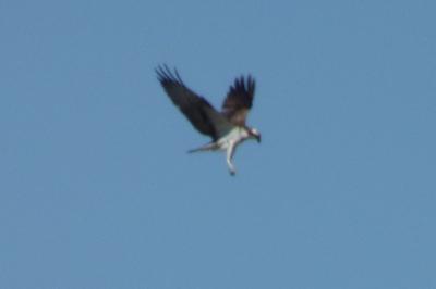 Balbuzard pêcheur