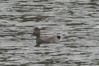 Canard chipeau