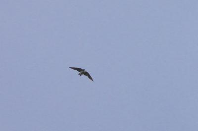 Hirondelle de fenêtre