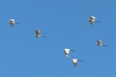 Grande Aigrette