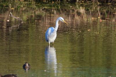 Grande Aigrette