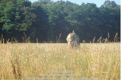 Buse variable