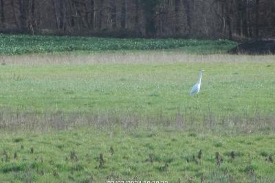 Grande Aigrette
