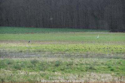 Grande Aigrette