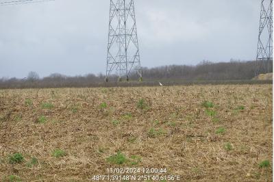 Grande Aigrette