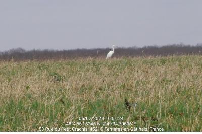 Grande Aigrette