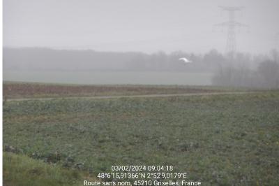 Grande Aigrette