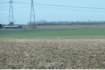 Grande Aigrette