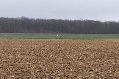 Grande Aigrette