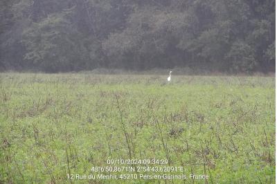Grande Aigrette