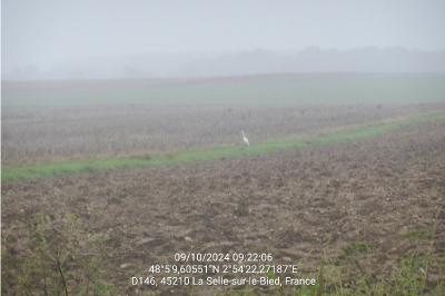 Grande Aigrette