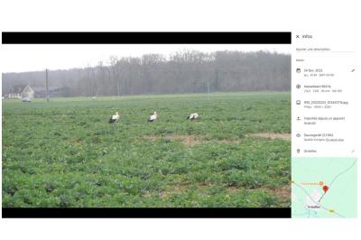 Cigogne blanche
