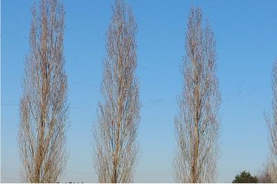 Grue cendrée