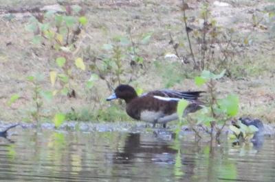 Canard siffleur