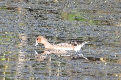 Canard siffleur
