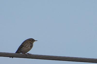 Pipit farlouse