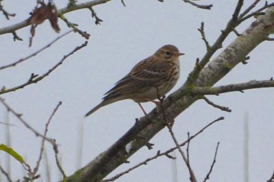 Pipit farlouse