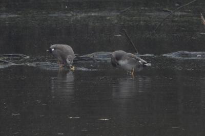 Canard chipeau