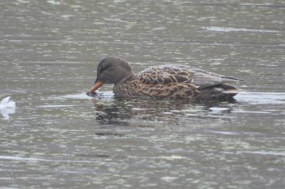 Canard chipeau