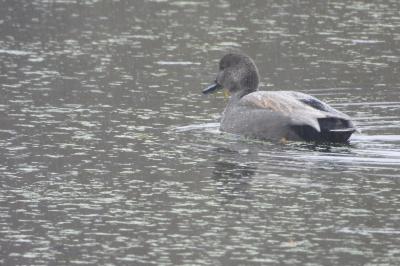 Canard chipeau