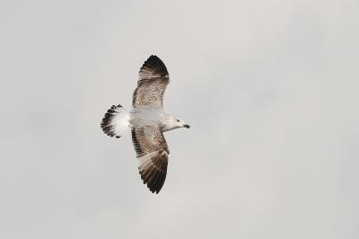 Larus michahellis