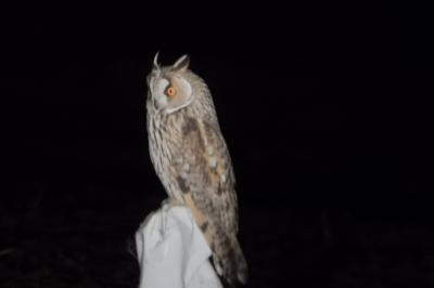 Hibou moyen-duc