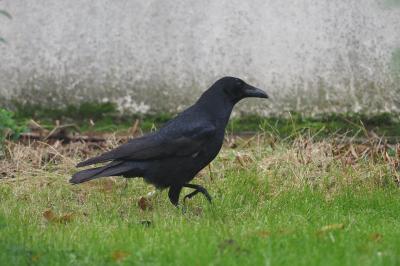 Corneille noire