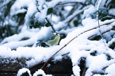 Mésange bleue