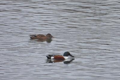 Canard souchet