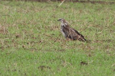 Buse variable