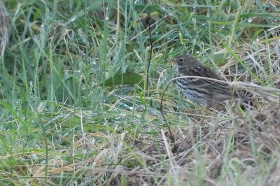 Pipit farlouse