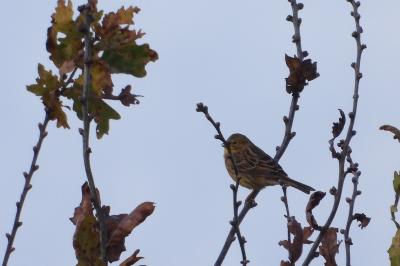 Bruant jaune