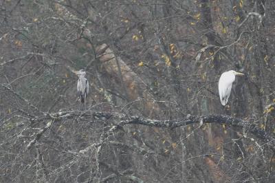 Grande Aigrette