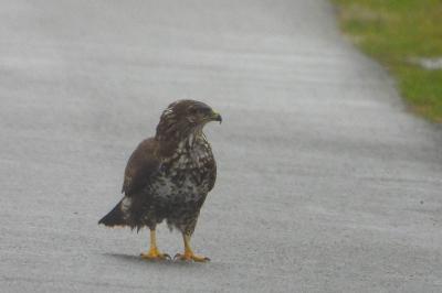 Buse variable