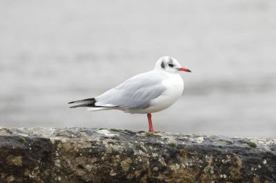 Mouette rieuse