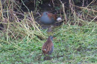 Rallus aquaticus