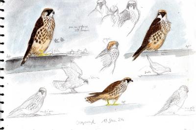 Falco peregrinus