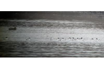 Avocette élégante