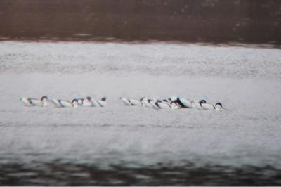 Avocette élégante
