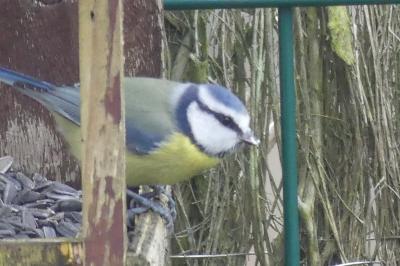 Mésange bleue