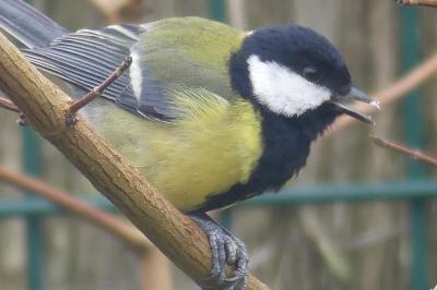 Mésange charbonnière