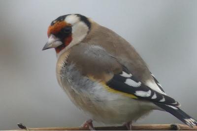 Chardonneret élégant