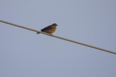 Pipit farlouse