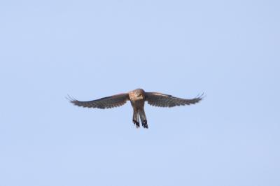 Faucon crécerelle
