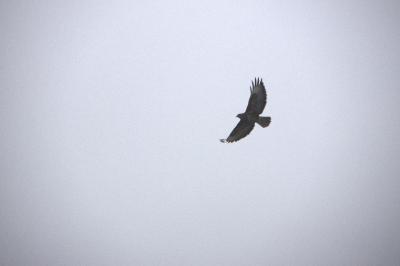 Buse variable