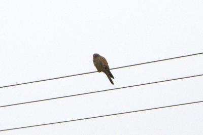 Faucon crécerelle