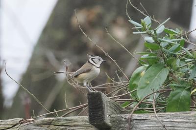 Mésange huppée
