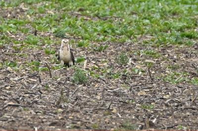 Buse variable