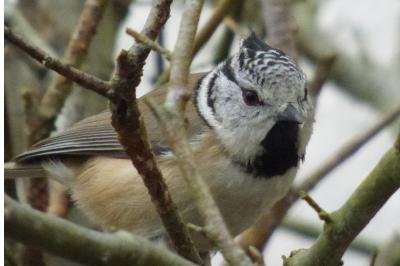 Mésange huppée